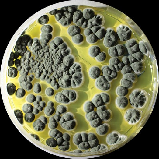 Aspergillus brasiliensis Kultur