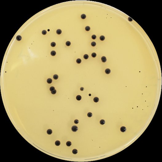 Mikrobiologische Kultur